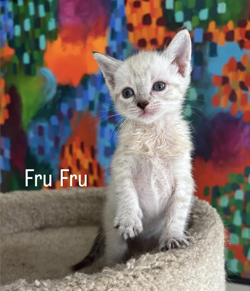 Fru Fru thumbnail 3