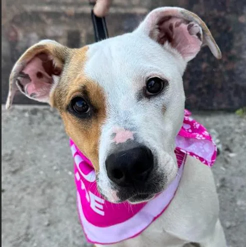 A young medium-sized female White / Cream Terrier dog named Lola for adoption in Albany, NY