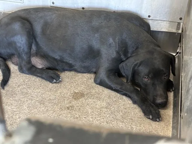 An adult large-sized female Labrador Retriever dog named Pudding for adoption in San Bernardino, CA