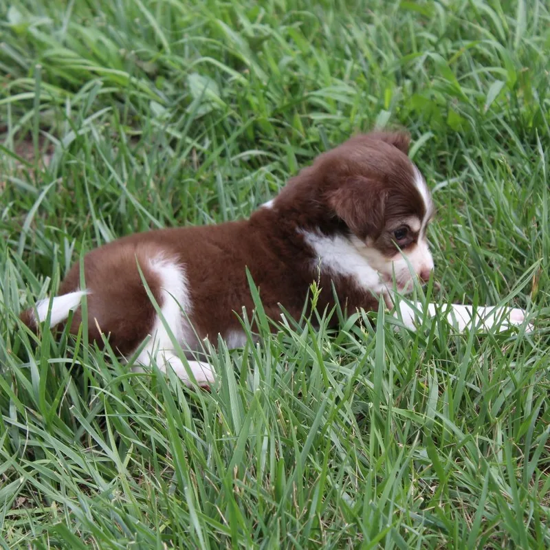 A baby small-sized male Brown / Chocolate Beagle dog named Lil Sneezy for adoption in McPherson, KS