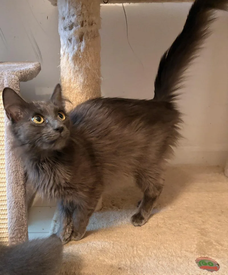 An adult small-sized female Gray / Blue / Silver Domestic Short Hair cat named Vanessa for adoption in Raleigh, NC