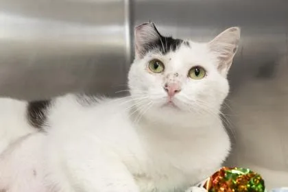 An adult medium-sized female Domestic Short Hair cat named B Chips for adoption in North Charleston, SC