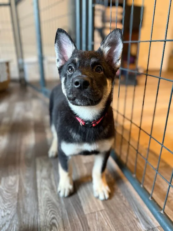 A young medium-sized female Australian Cattle Dog / Blue Heeler dog named Quinn for adoption in renton, WA