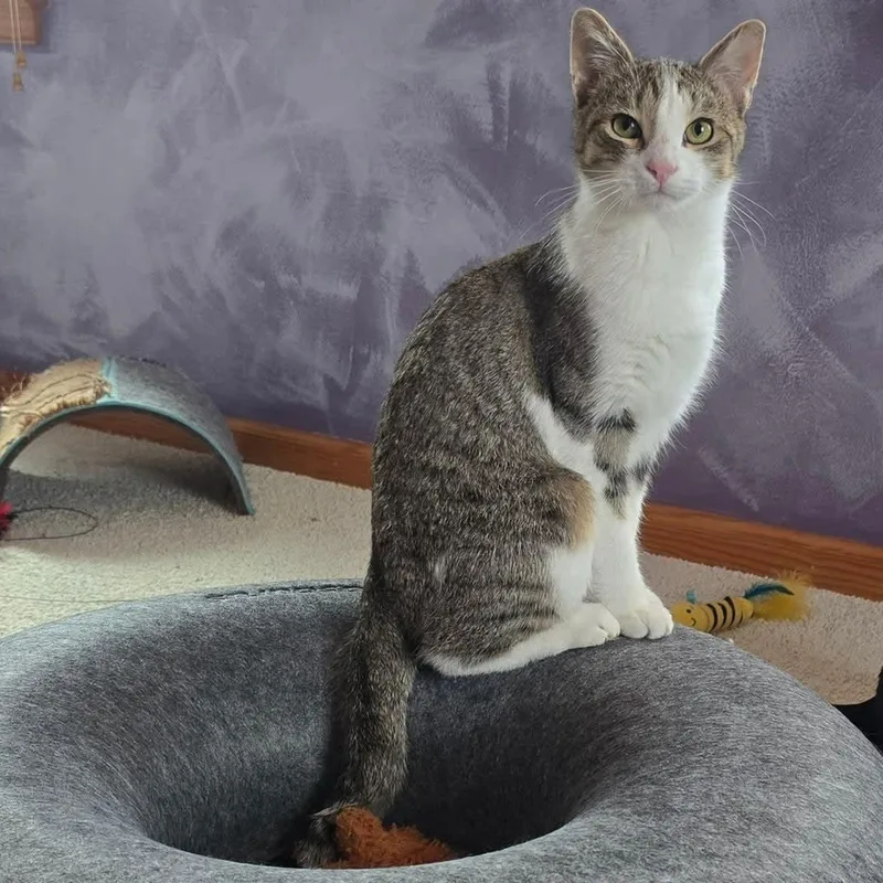 An adult medium-sized male Tabby (Gray / Blue / Silver) Domestic Short Hair cat named Klinger for adoption in Sewell, NJ