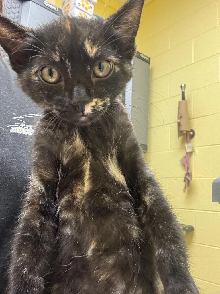 A baby small-sized female Domestic Short Hair cat named Sadie for adoption in Crossville, TN