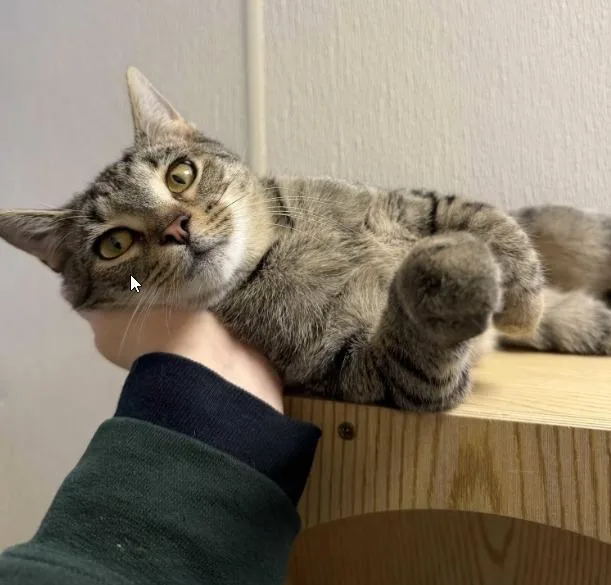 A young medium-sized female Domestic Short Hair cat named Noodle for adoption in Pottsville, PA