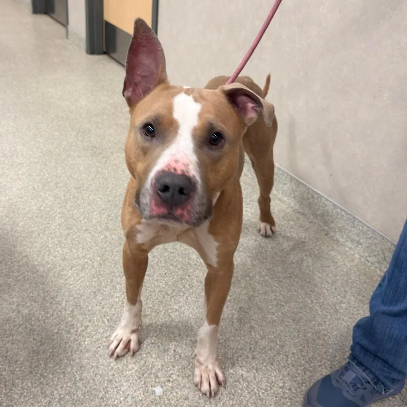 A young large-sized male Yellow / Tan / Blond / Fawn Mixed Breed dog named Rusty for adoption in Jacksonville, FL