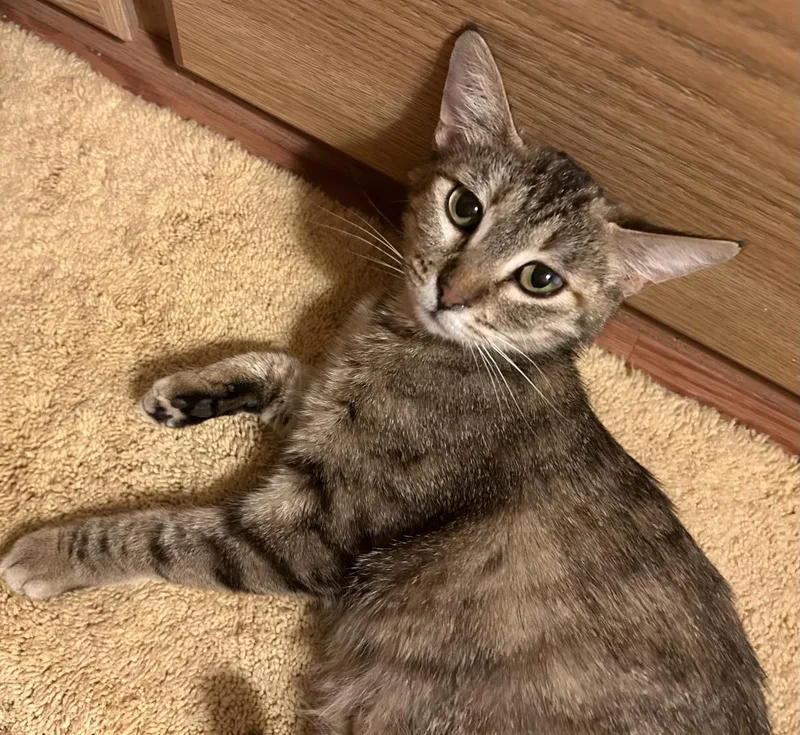 A young medium-sized female Tabby (Brown / Chocolate) Tabby cat named Shelby Jackson for adoption in Chandler, AZ