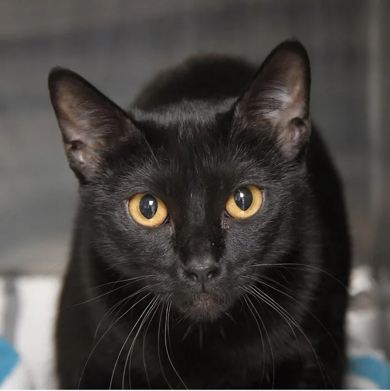 A young small-sized female Black & White / Tuxedo Domestic Short Hair cat named Squeaks for adoption in Dallas, TX