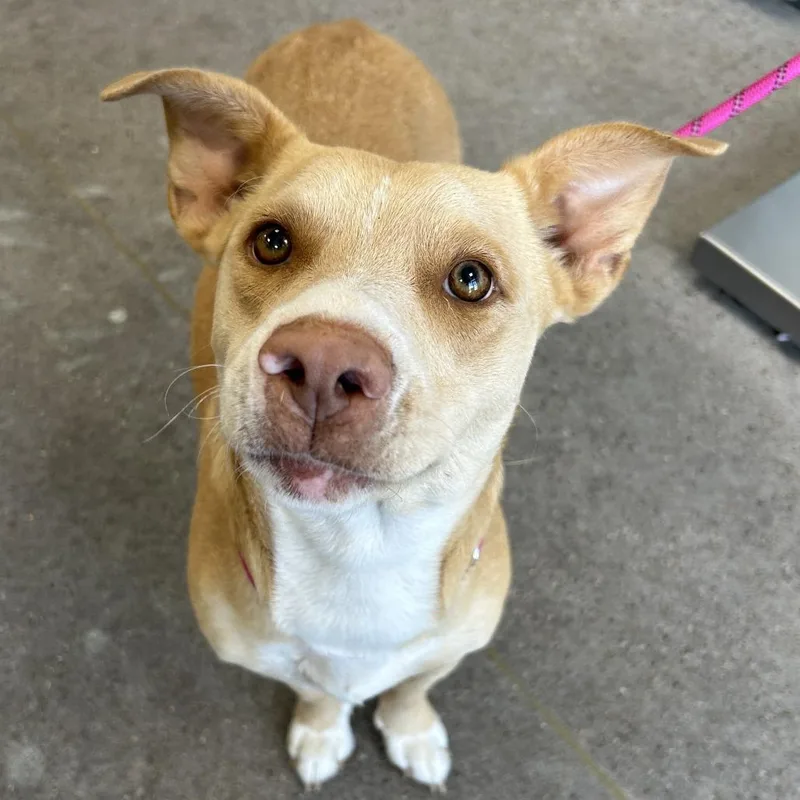 A young medium-sized female Yellow / Tan / Blond / Fawn Mixed Breed dog named Adeline for adoption in Las Cruces, NM