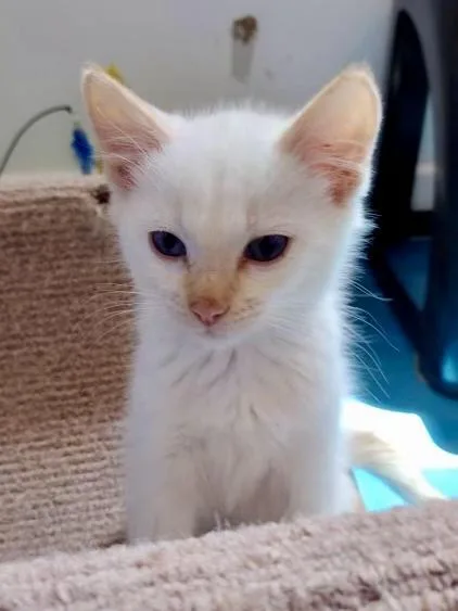 A baby small-sized male Buff & White Domestic Medium Hair cat named Buster COMING SOON for adoption in Prescott, AZ