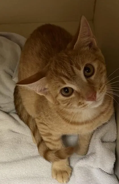 A young medium-sized male Domestic Short Hair cat named Floon for adoption in Chamblee, GA