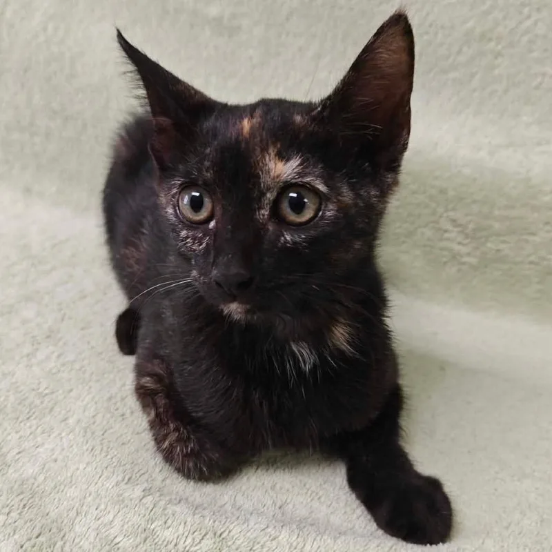 A baby small-sized female White Domestic Short Hair cat named Bunny Meet me at for adoption in Buffalo, MN