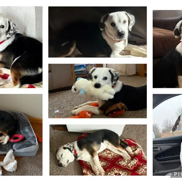 A young small-sized male Beagle dog named Ollie for adoption in Des Moines, IA