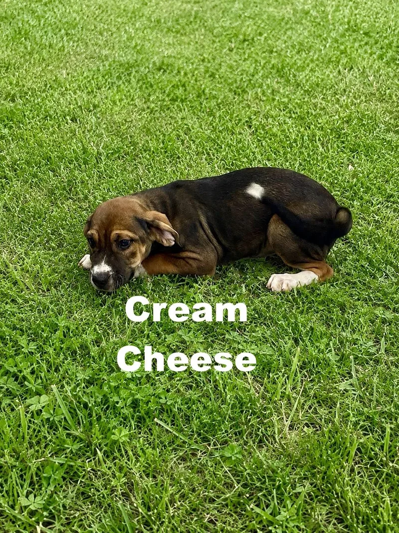 A baby medium-sized female Tricolor (Brown, Black, & White) Beagle dog named Cream Cheese for adoption in Paramus, NJ