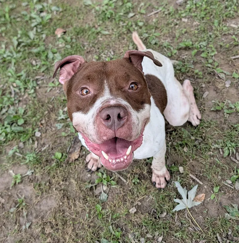 An adult medium-sized male Pit Bull Terrier dog named Blaze for adoption in Reisterstown, MD