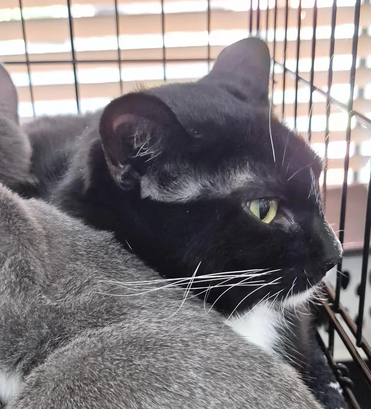 A young medium-sized female Black & White / Tuxedo Domestic Short Hair cat named Pawsha for adoption in Eugene, OR