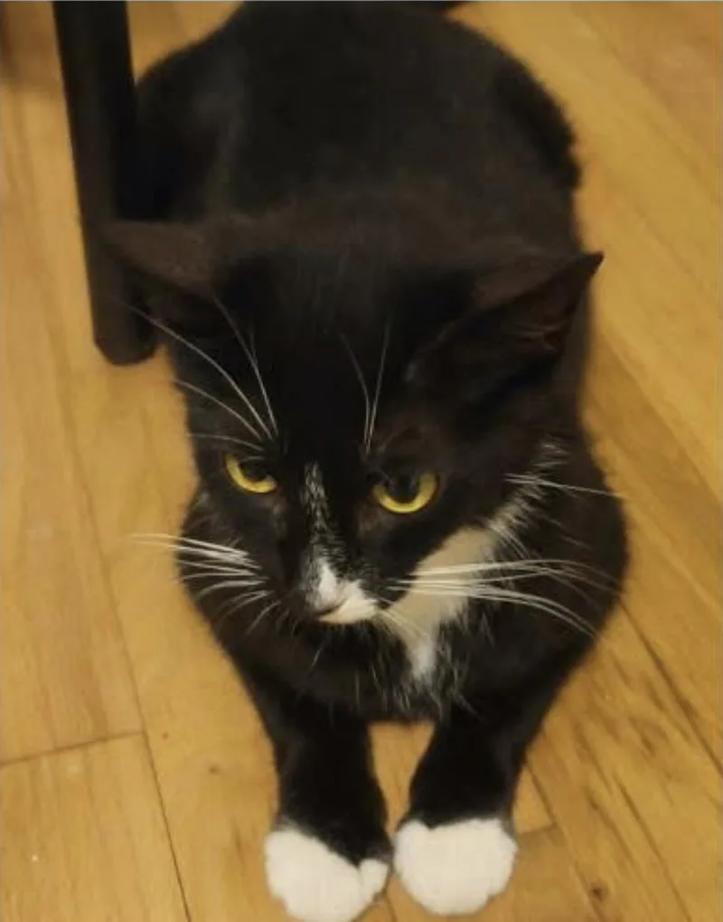 Pawsha thumbnail 5