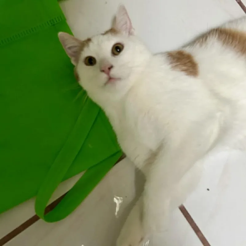 Sweet Puff thumbnail 2