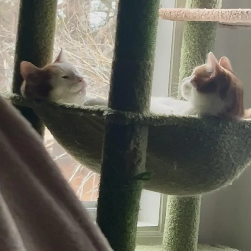 Sweet Puff thumbnail 3