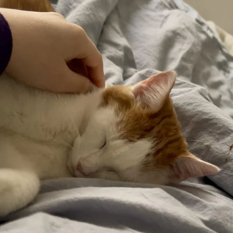 Sweet Puff thumbnail 4