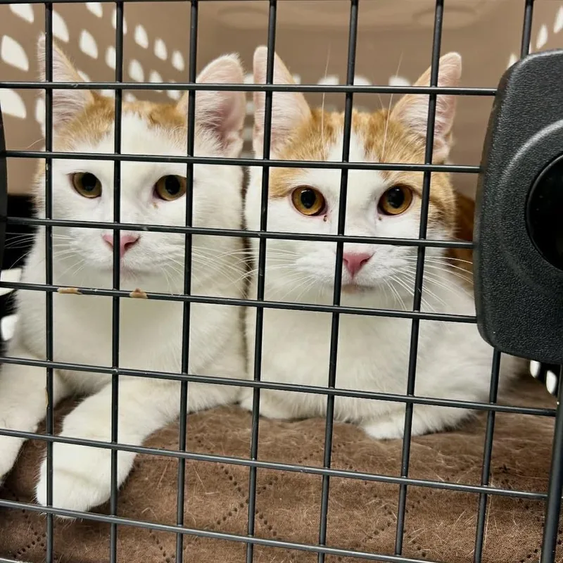 Sweet Puff thumbnail 5