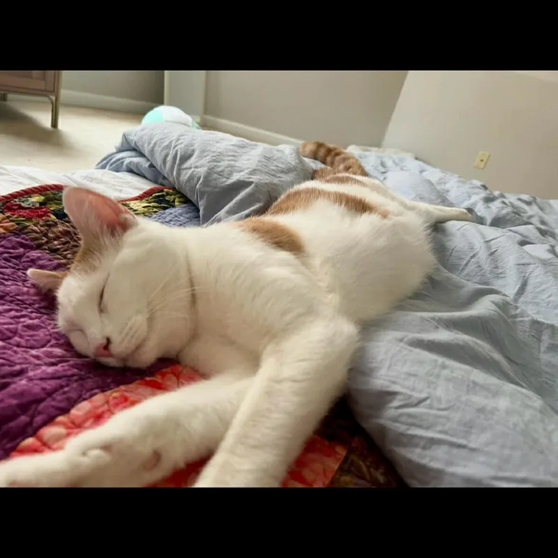 Sweet Puff thumbnail 6