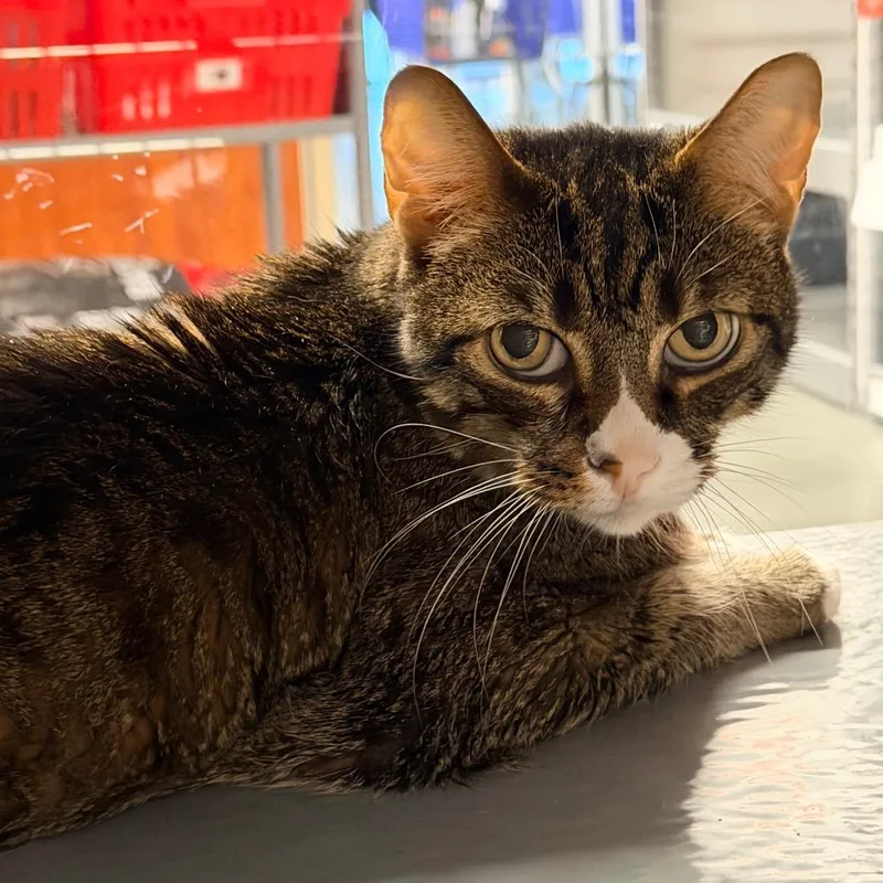 A senior small-sized male Gray / Blue / Silver American Shorthair cat named Wiley for adoption in Hemet, CA