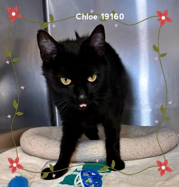 Chloe thumbnail 2
