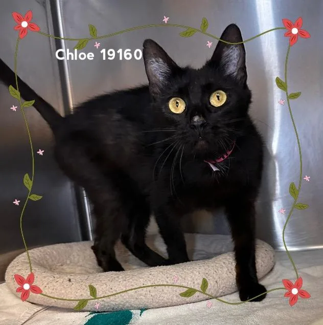 Chloe thumbnail 3