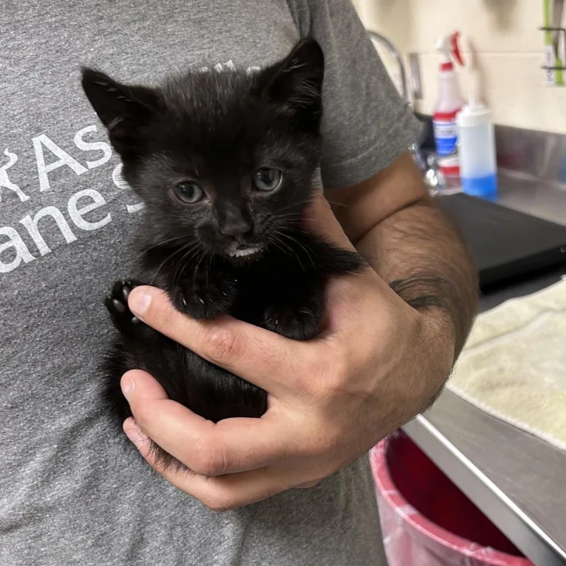 A baby small-sized male Black Domestic Short Hair cat named Chillium for adoption in Asheville, NC