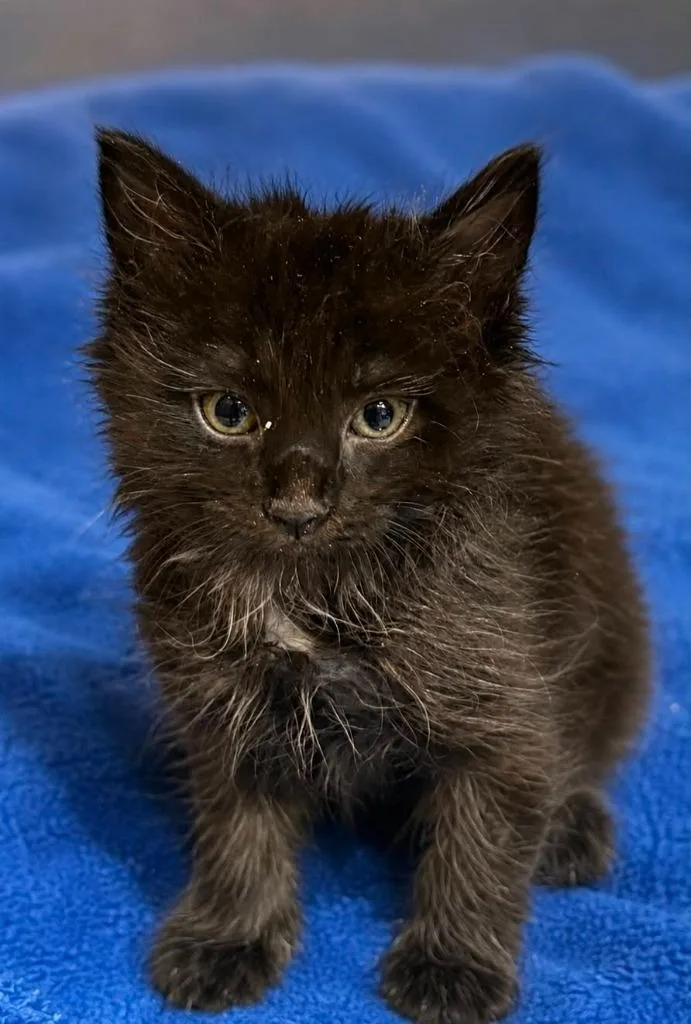 A baby small-sized female Domestic Long Hair cat named Mary for adoption in Columbia, TN