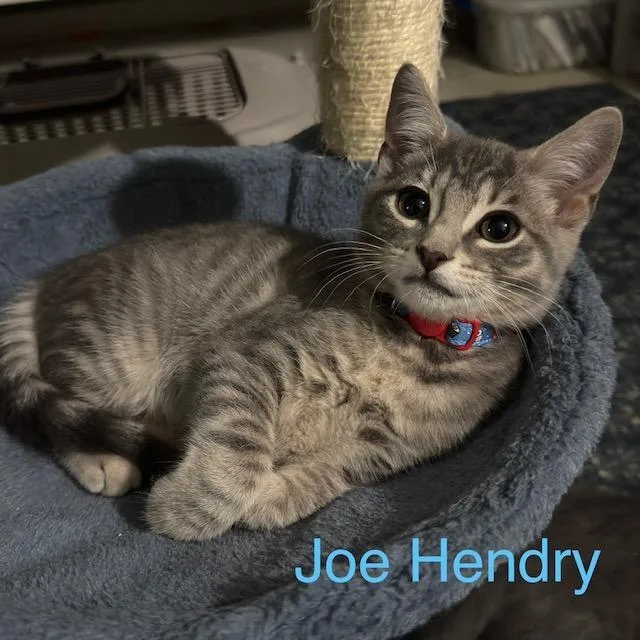 A baby small-sized male Domestic Short Hair cat named Joe Hendry for adoption in New Bern, NC