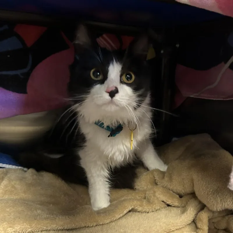 A young medium-sized female Black Domestic Medium Hair cat named Cookie for adoption in Springfield, MA