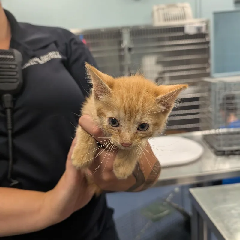 A baby small-sized male Orange / Red Domestic Short Hair cat named Cheeto for adoption in Greensboro, NC