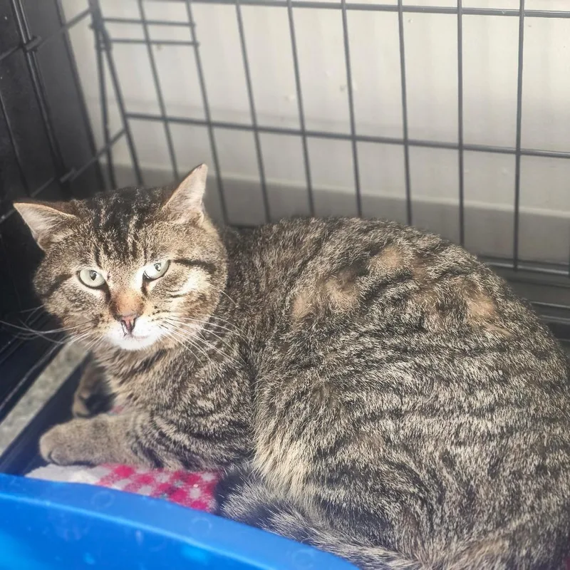 An adult medium-sized male Brown / Chocolate Domestic Short Hair cat named Meowth for adoption in Detroit Lakes, MN