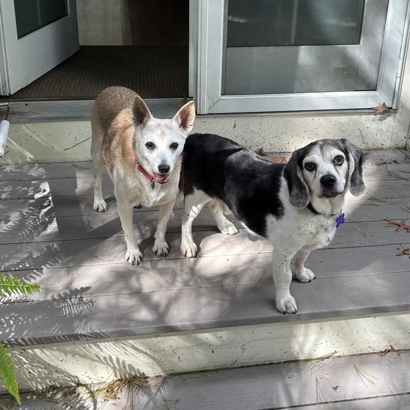 A senior medium-sized male Beagle dog named Flash for adoption in Hopkinton, MA