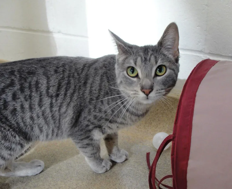 An adult large-sized female Gray / Blue / Silver Domestic Short Hair cat named Sasha for adoption in Plover, WI
