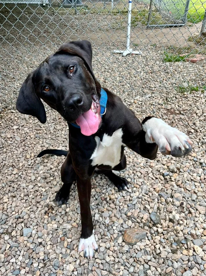 An adult large-sized female Labrador Retriever dog named Kayla for adoption in Hudson, MA