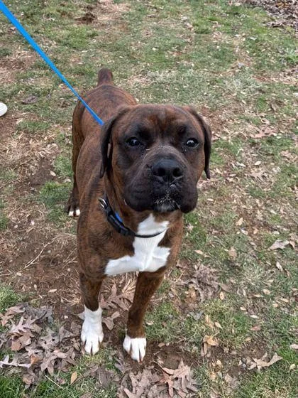 A young large-sized male Mixed Breed dog named Dart Board for adoption in Knoxville, TN