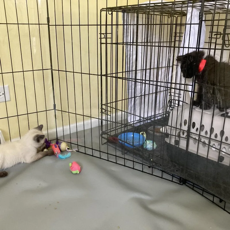 A baby small-sized male Black Domestic Short Hair cat named Pepper for adoption in South Elgin, IL