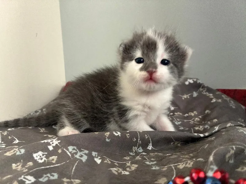 A baby medium-sized female Gray & White Domestic Short Hair cat named SayMae for adoption in Omaha, NE