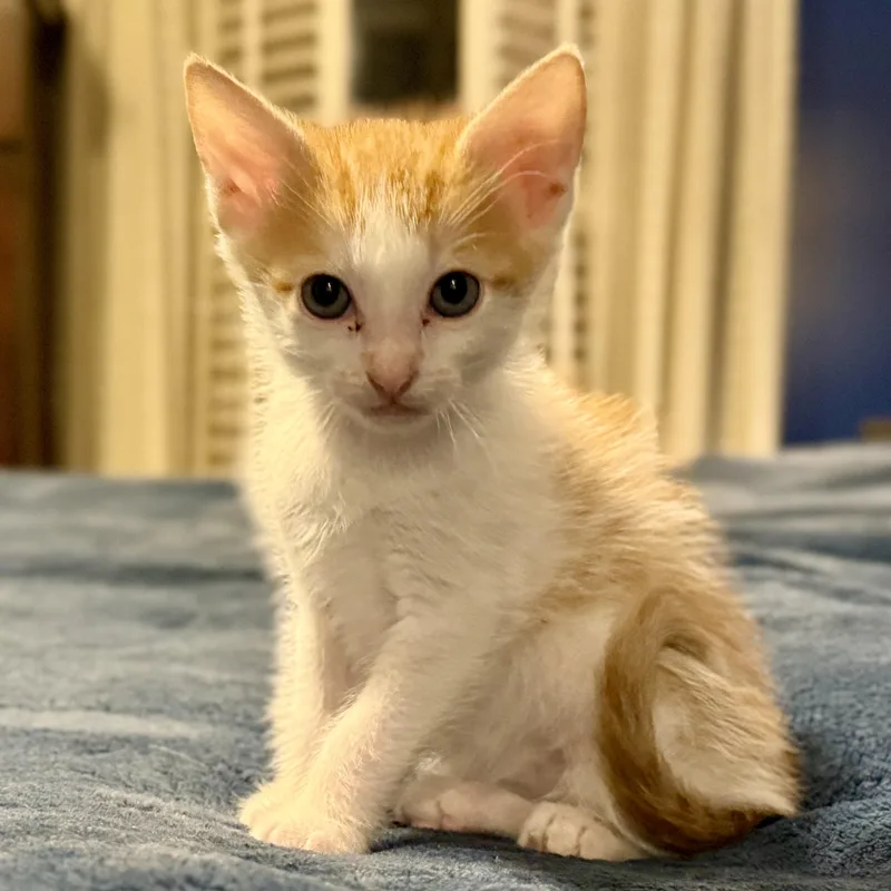 A baby medium-sized male Orange & White Domestic Short Hair cat named Fizzle Fritter for adoption in McKenzie, TN