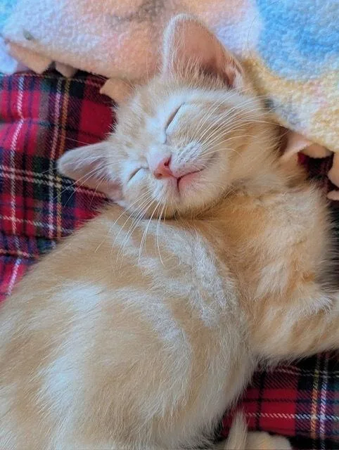 Cutie