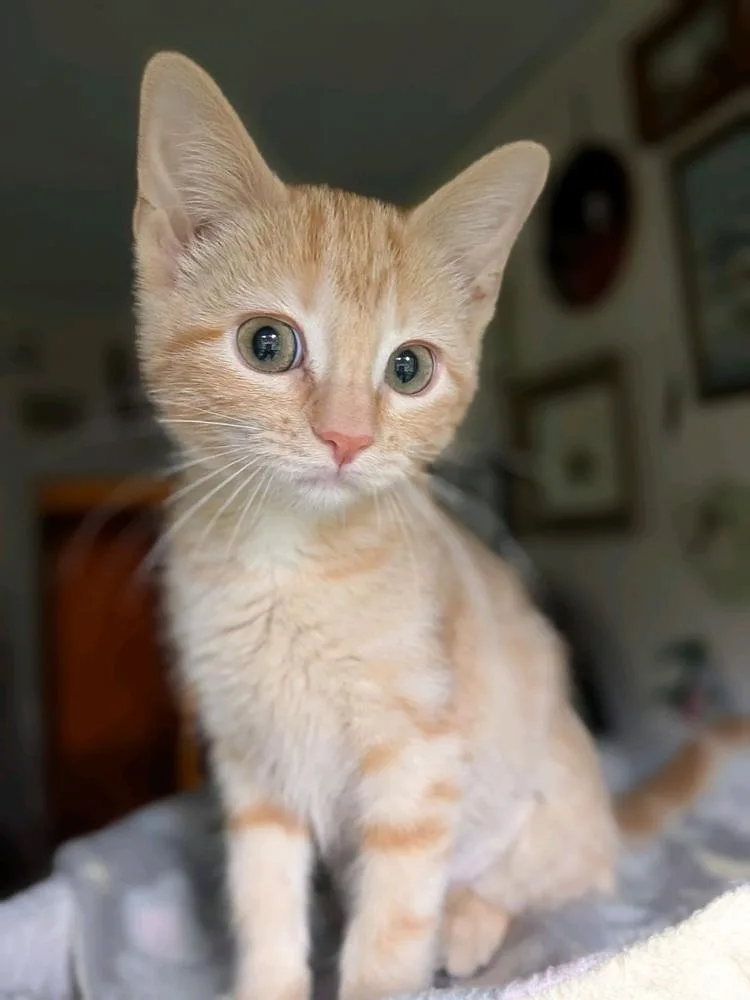 Cutie thumbnail 2