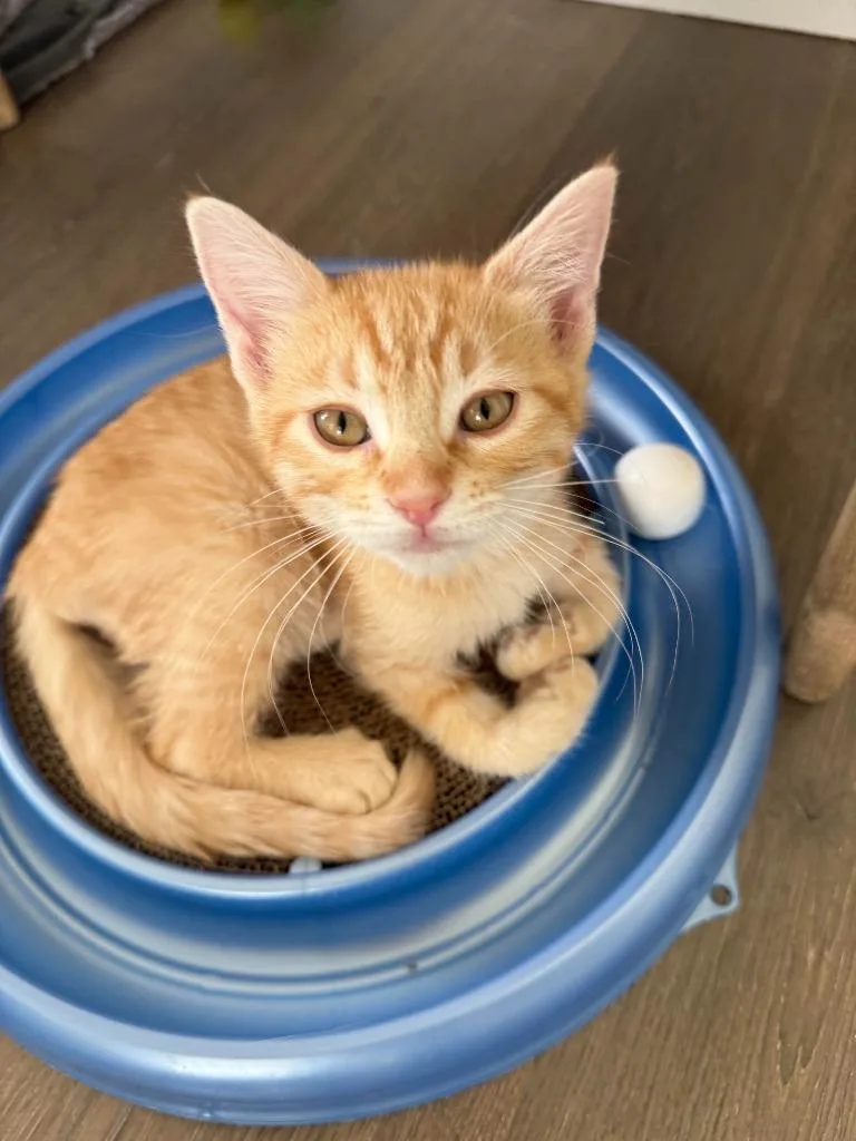 A baby medium-sized male Domestic Short Hair cat named Sheldon Cooper for adoption in Salt Lake City, UT