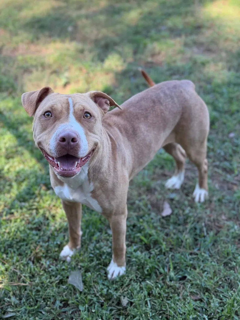 An adult medium-sized female Apricot / Beige Mixed Breed dog named Paris for adoption in Summerdale, AL