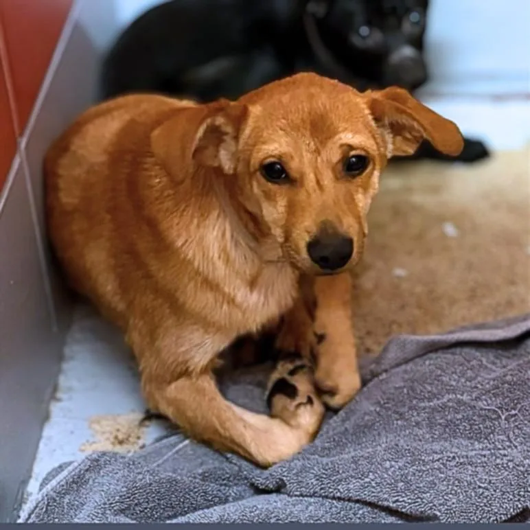 A young medium-sized male Chihuahua dog named Camper for adoption in Houston, TX