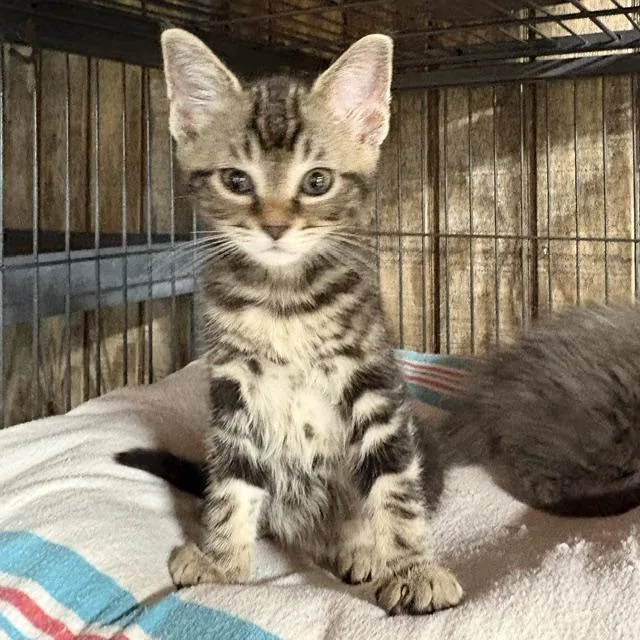 A young medium-sized female Tabby (Gray / Blue / Silver) Tabby cat named Aya for adoption in Porter, TX