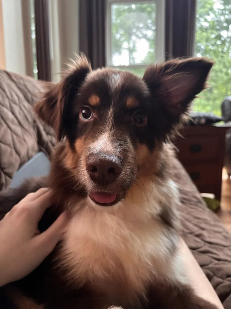 A baby medium-sized male Tricolor (Brown, Black, & White) Australian Shepherd dog named Ollie for adoption in Dacula, GA